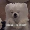 萌宠 汪星人 该精致还是得精致 期待 呆萌 可爱