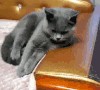 萌宠 猫咪 生气 冷漠 不想理你 拒绝 soogif soogif出品