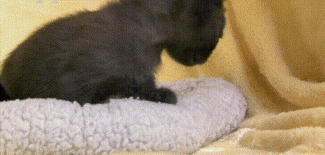 猫咪 黑毛 爪子 毛毯
