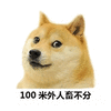 柴犬 狗 100米 搞怪 逗