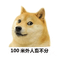 柴犬 狗 100米