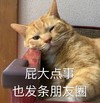 萌宠 猫星人 屁大点事 也发条朋友圈 呆萌 可爱