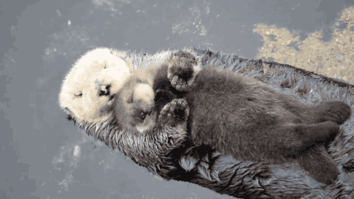 水獭 幼崽 和谐 otter