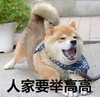 萌宠 汪星人 人家要举高高 抱抱 呆萌 可爱