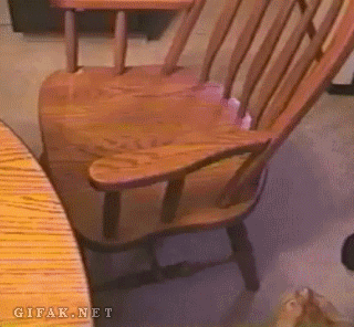 猫咪 椅子 会玩 聪明