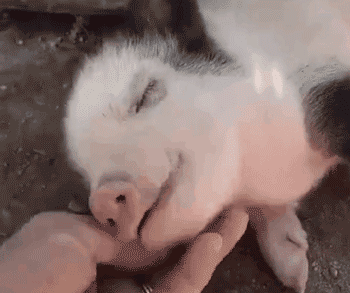 小猪 可爱 躺着 闭眼 挠下巴