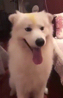 二哈 搞笑 萌宠 汪星人 狗