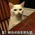 猫 阿爸 失望