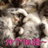 萌宠 伸个懒腰 猫 喵星人 soogif soogif出品