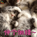 萌宠 伸个懒腰 猫 喵星人 soogif soogif出品