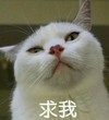 萌宠 猫星人 求我 骄傲 搞怪 呆萌