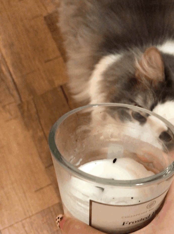 猫咪 趴着 玻璃杯 可爱