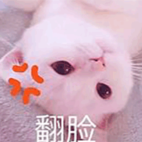 猫 萌宠 喵星人 翻脸 生气