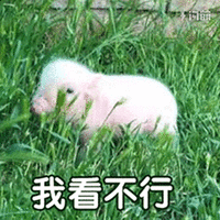 猪 我看不行 搞怪 逗