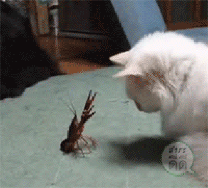 猫 宠物 龙虾 可爱
