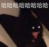 萌宠 猫星人 哈哈哈 开心 呆萌 可爱