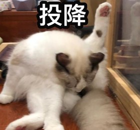 萌宠 猫咪 可爱 喵星人 文字表情包