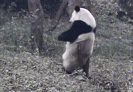 熊猫 钢管舞 蹭痒痒 可爱