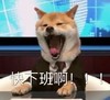 萌宠 汪星人 快下班啊 生气 呆萌 可爱