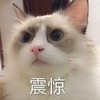 萌宠 猫星人 震惊 惊讶 呆萌 可爱