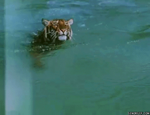 老虎  动物 可爱 水 游泳 生物