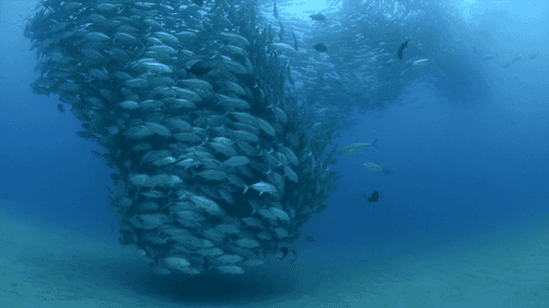 鱼  水下 蓝色   海洋