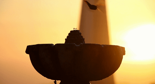 日落 sunset 喷泉 蜂鸟 夕阳