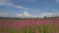 初春 植物 红花 纪录片 美丽的贝加尔湖 草原 风景