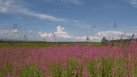 初春 植物 红花 纪录片 美丽的贝加尔湖 草原 风景