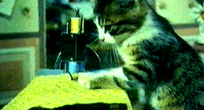 猫咪 缝纫机 可爱 萌宠 段子