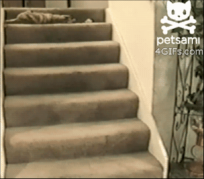 猫咪 楼梯 可爱 萌萌哒