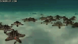 延时摄影 timelapse 海星  海洋