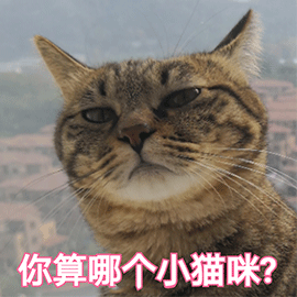 萌宠 猫咪 猫 喵星人 你算哪个小猫咪 搞怪