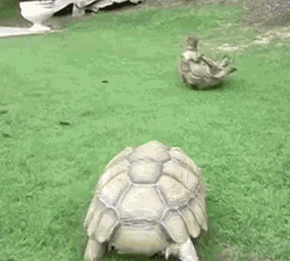乌龟 翻壳 爬过去看看 草地