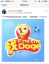 网络 图片 狗狗 飞机