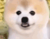 博美犬