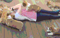 动物 萌宠 猫咪 搞笑 雷人