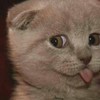 猫 喵星人 铲屎官 猫咪