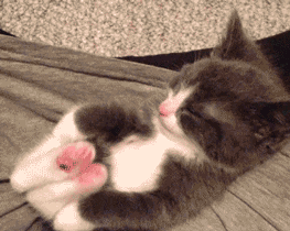 猫咪 床上 无聊 可爱的