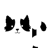 猫咪 黑白 眨眼 可爱