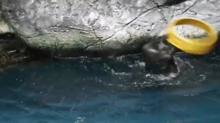 水獭 魔性 蠢萌 打飞 otter
