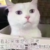 萌宠 喵星人 看起来像是在思考 实际上大脑一片空白 呆萌 搞怪