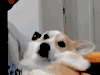 动物 萌宠 狗