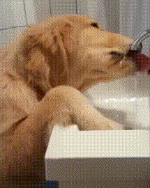小狗 喝水 可爱 聪明