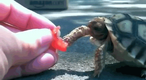 海龟 萌宠 可爱 龟