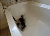 动物 萌宠 猫