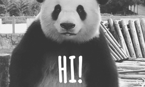 打招呼 大熊猫 可爱 萌