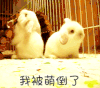 我被萌倒了 兔子