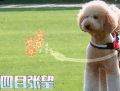 萌主来了