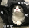 萌宠 猫星人 穷穷穷 我就看看 搞怪 可爱